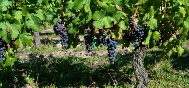 Wine Tour Costa dorada