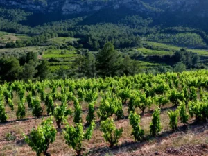 ruta Priorat